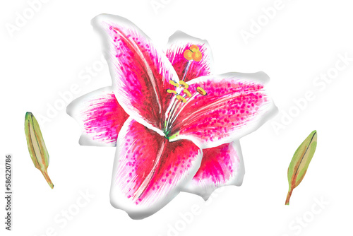 pink lily illustration hand drawing.The drawing is made with alcohol markers