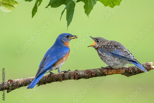 A male Eastern Bluebird feeds one of his fledgling chicks.