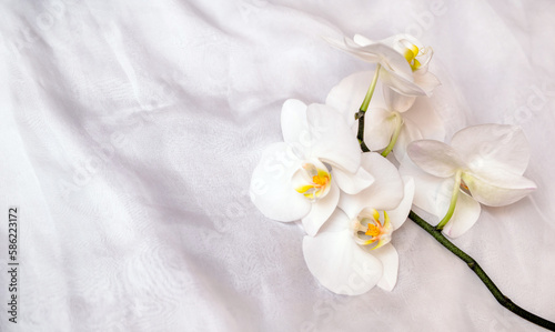 The branch of white orchids on white fabric background 