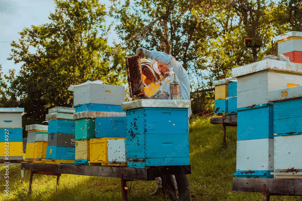 Beekeepers checking honey on the beehive frame in the field. Small business owners on apiary. Natural healthy food produceris working with bees and beehives on the apiary.