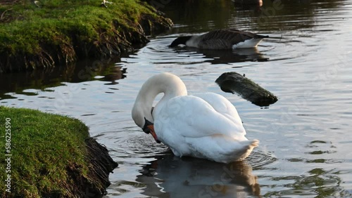 Swan preening in the morning sun photo