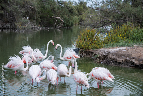 Gruppe von Flamingos mit aufgeplusterten Federn in Teich stehend