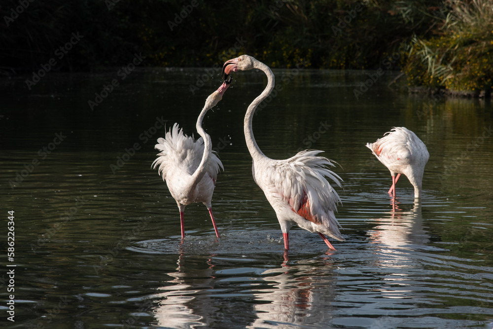 Flamingos mit gebogenem Hals im Wasser stehend