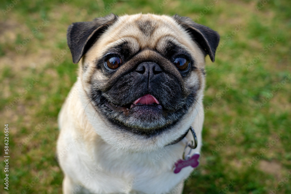 cute mops pug dog puppy looking up into the camera