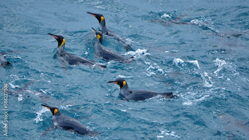 Raft of King penguins  Aptenodytes patagonicus  swimming in the Atlantic Ocean  off the coast of South Georgia Island