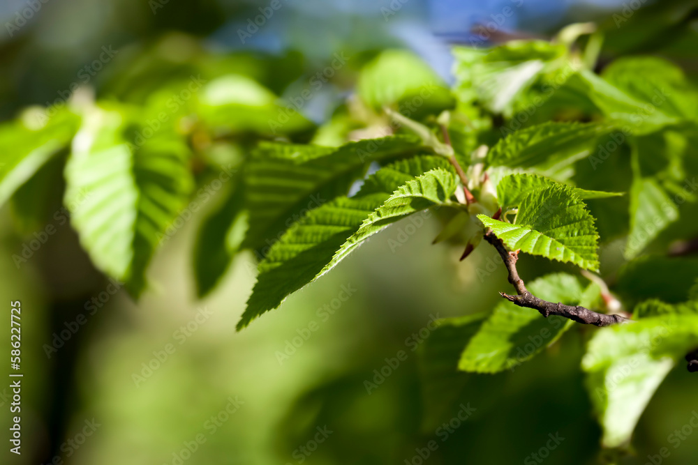 Young spring foliage of trees in the spring season Young spring foliage of trees in the spring season