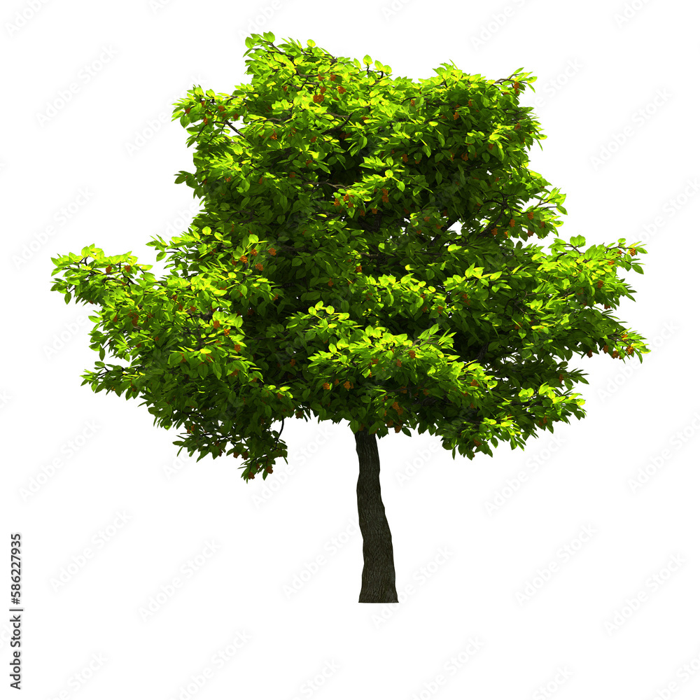 Real Tree Cliparts Tree Overlays Png Realistic Look Green Tree Real Tree Cliparts Tree Overlays Png Realistic Look Green Tree