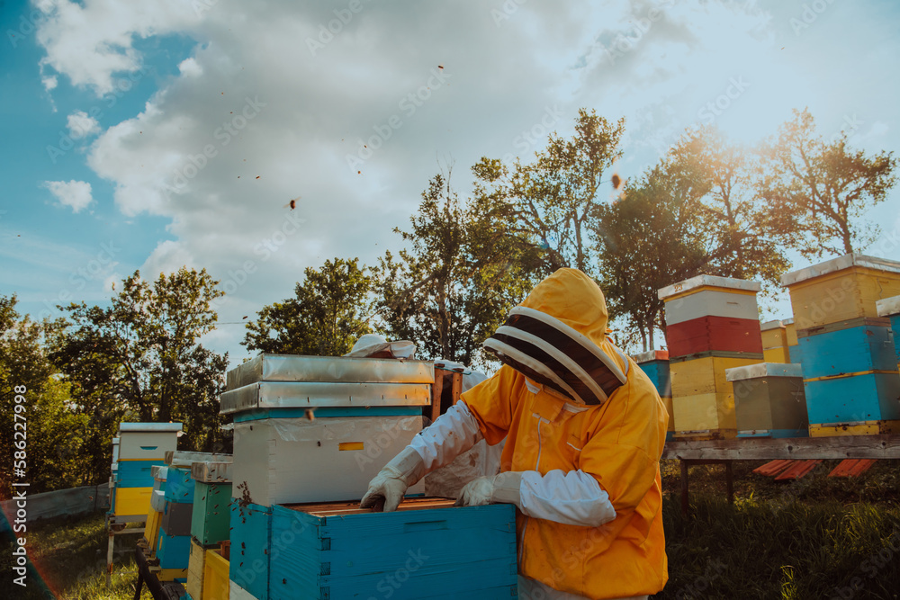 Beekeeper checking honey on the beehive frame in the field. Beekeeper on apiary. Beekeeper is working with bees and beehives on the apiary. Beekeeper checking honey on the beehive frame in the field. Beekeeper on apiary. Beekeeper is working with bees and beehives on the apiary.