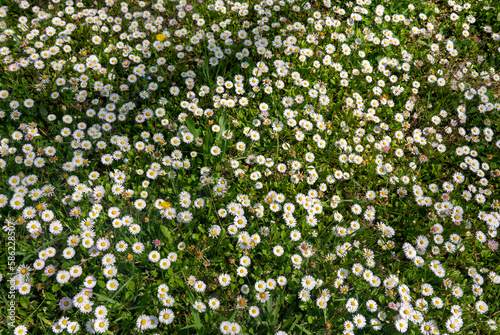 grande quantità di margherite fiorite sul prato in primavera