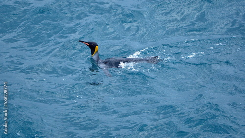 King penguin (Aptenodytes patagonicus) swimming in the Atlantic Ocean, off the coast of South Georgia Island