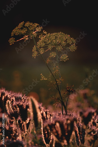 Ammi Majus in the sunset photo