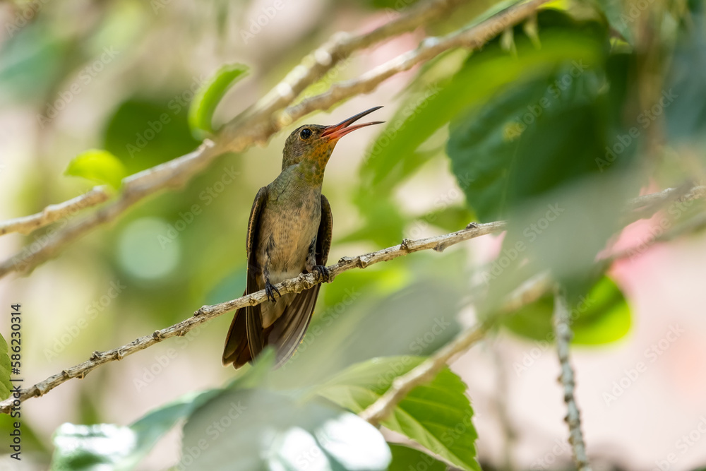 Fototapeta premium .hummingbird