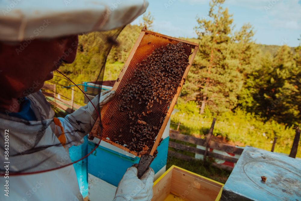 Beekeeper checking honey on the beehive frame in the field. Small business owner on apiary. Natural healthy food produceris working with bees and beehives on the apiary. Beekeeper checking honey on the beehive frame in the field. Small business owner on apiary. Natural healthy food produceris working with bees and beehives on the apiary.