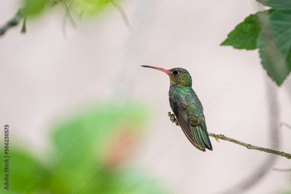 .hummingbird
