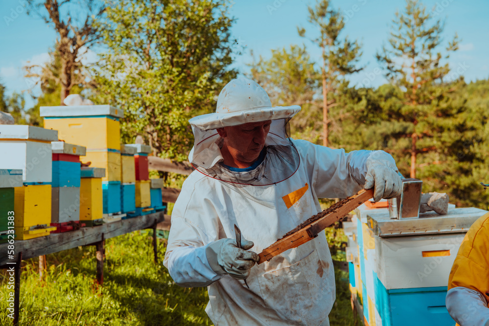 Beekeepers checking honey on the beehive frame in the field. Small business owners on apiary. Natural healthy food produceris working with bees and beehives on the apiary. Beekeepers checking honey on the beehive frame in the field. Small business owners on apiary. Natural healthy food produceris working with bees and beehives on the apiary.