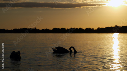Silhouette of a swan with beak under water in sunset
