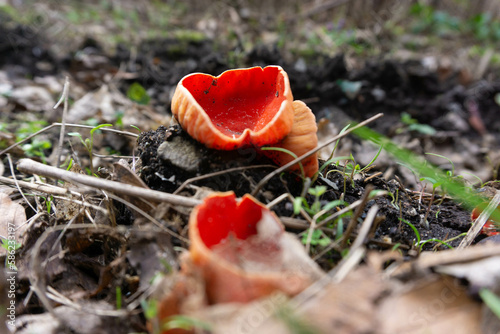 Sarcoscypha red mushroom in nature