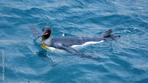 King penguin (Aptenodytes patagonicus) swimming in the Atlantic Ocean, off the coast of South Georgia Island