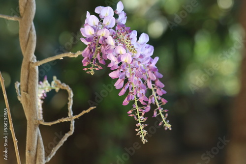 Wisteria sinensis, commonly known as the Chinese wisteria, is a species of flowering plant in the pea family, native to China. Beautiful flowers on background, closeup.