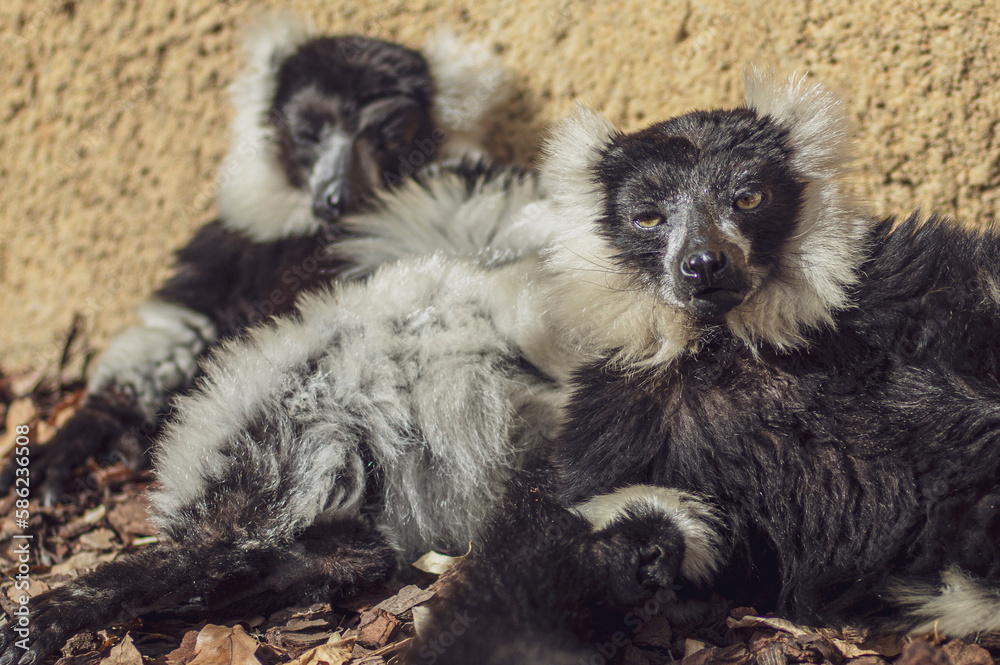 Obraz premium black and white lemurs