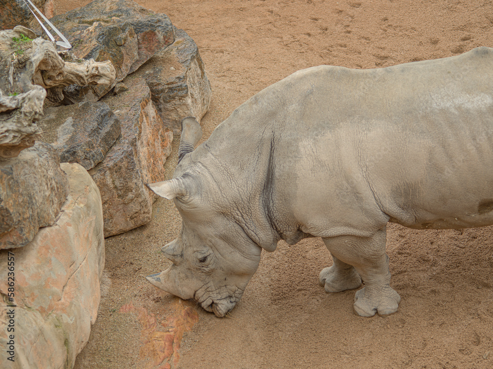Fototapeta premium rare white rhino close-up