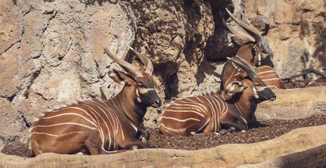 Wandcirkels Antilope Bongo antilopen rustend in bosrand  © oz