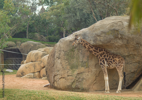 Canvas Print giraffe in zoo
