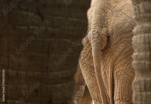 Canvas Print elephants tail