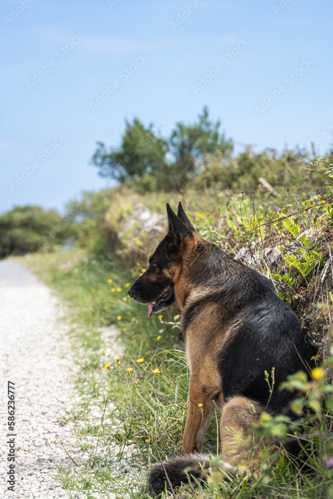 dog sitting on the road with its tongue out