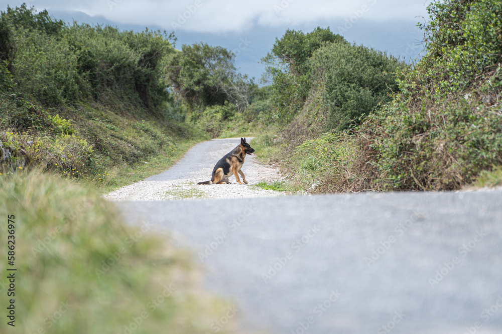 dog sitting on the road with its tongue out