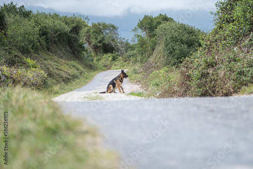 Obraz na płótnie dog sitting on the road with its tongue out w salonie