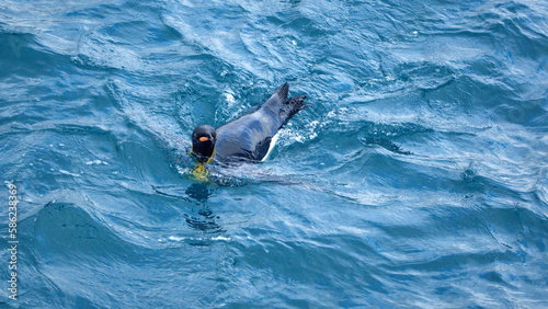 King penguin (Aptenodytes patagonicus) swimming in the Atlantic Ocean, off the coast of South Georgia Island