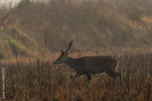 Hog deer walking on grassland at Wildlife Sanctuary of Thailand in the morning.