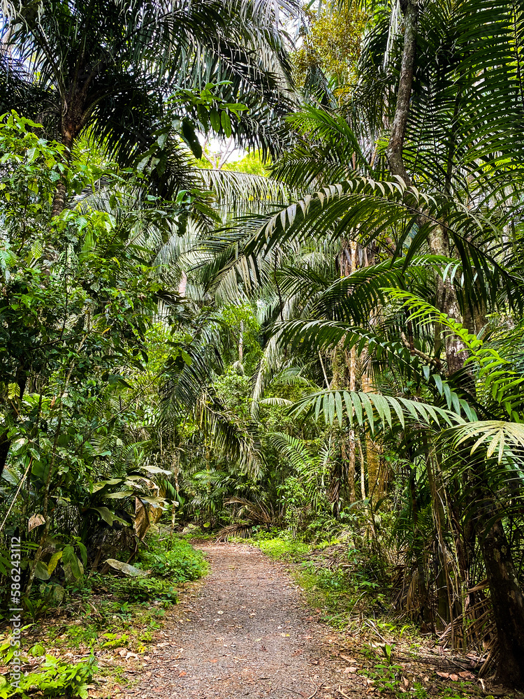 Dirt pathway through a lush rainforest in Panama