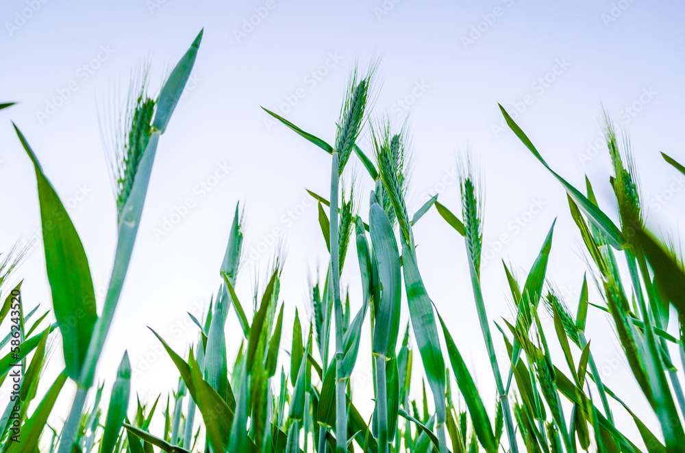 Closeup of Fresh Wheat in Spring