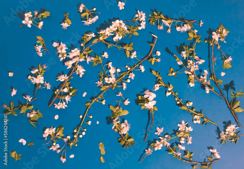 Blossom tree branches on blue background. Minimal flat lay composition  pattern  springtime natural beauty concept