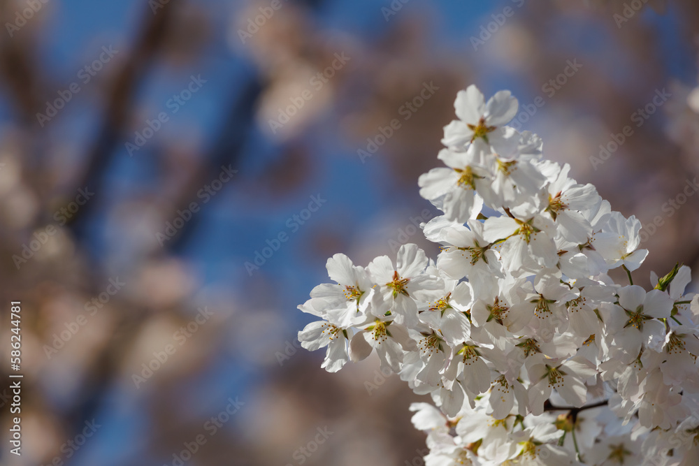 Spring is coming, White or Ivory cherry tree blossom flowers blooming in spring,natural sunny blurred garden banner background of blue, brown and pink bokeh. Spring is coming, White or Ivory cherry tree blossom flowers blooming in spring,natural sunny blurred garden banner background of blue, brown and pink bokeh.