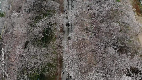Top view at jinhae cherry blossom,Busan City,South Korea
 photo