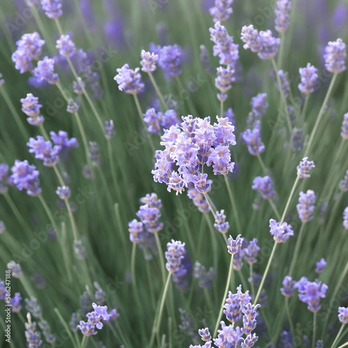 Field of lavender flowers closeup Generative AI Art