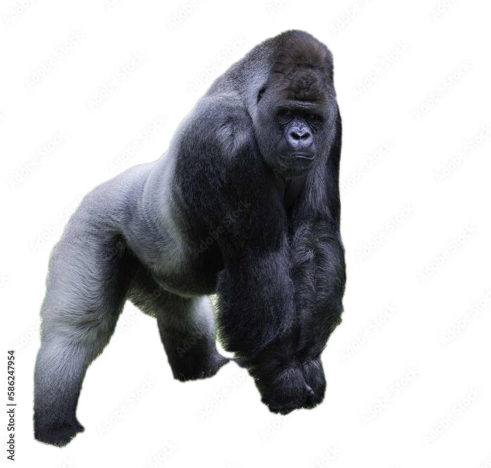 big gorilla showing his power