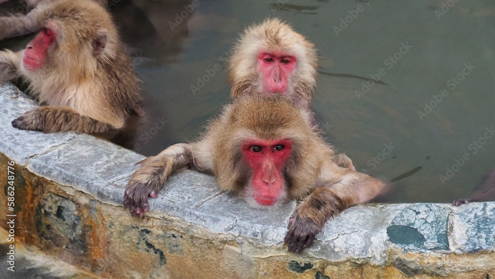 Naklejka premium 温泉に入るニホンザル7