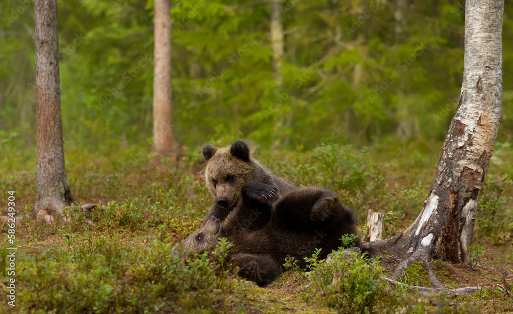 Obraz premium Close up of playful European brown bear cubs in a forest