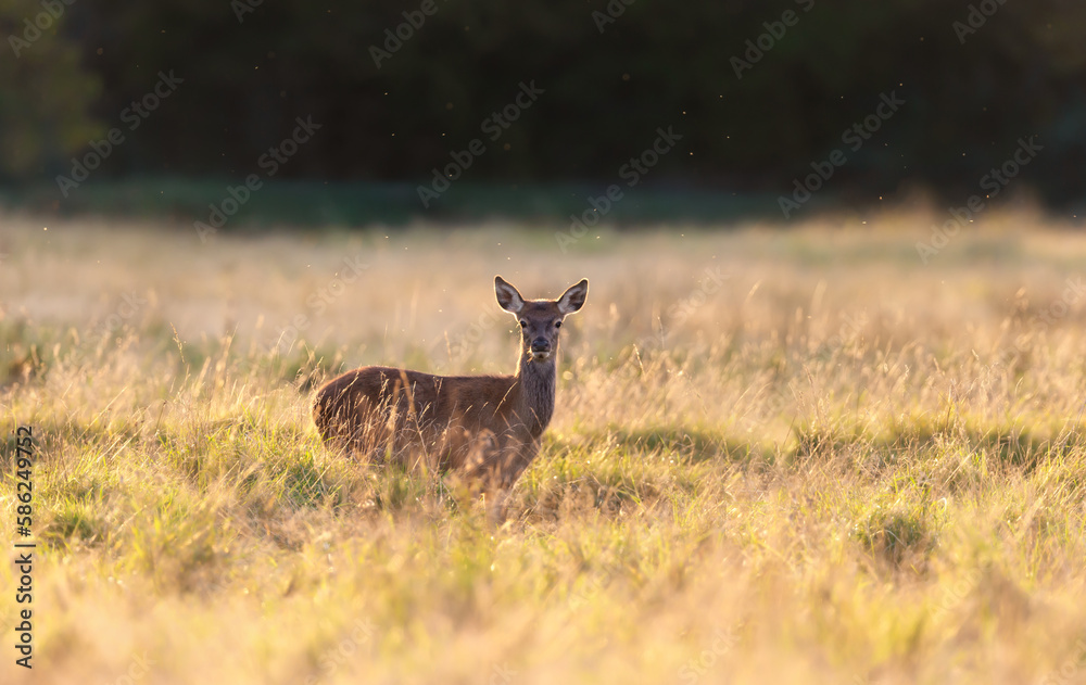 Red deer calf standing in grass at sunrise Red deer calf standing in grass at sunrise