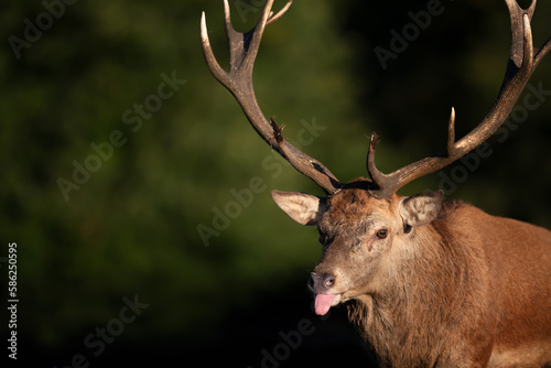 Portrait of a red deer stag showing tongue