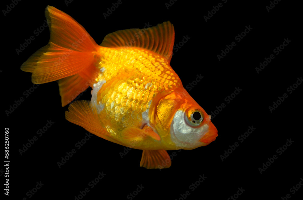 Pet golden fish Carassius auratus, isolated on a black background Pet golden fish Carassius auratus, isolated on a black background