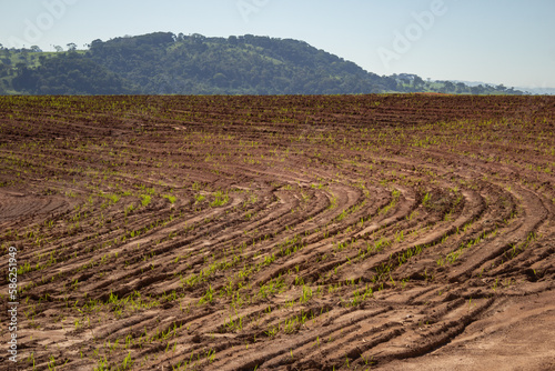 Plantação úmida e recém regada, brotando do solo. Paisagem vista de uma rodovia em Goiás. photo