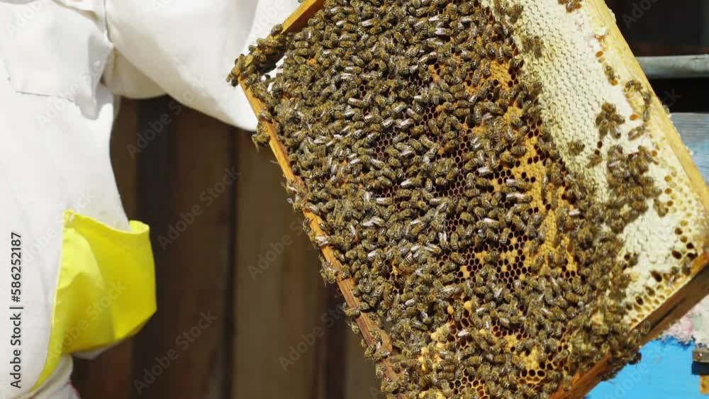 Beekeeper with honeycomb brood frame and honey bees.
Man inspecting honeycomb frame at apiary.
Beekeeper taking frame from hive at apiary, closeup. Beekeeping concept. Harvesting honey. Apiculture. A Beekeeper with honeycomb brood frame and honey bees.
Man inspecting honeycomb frame at apiary.
Beekeeper taking frame from hive at apiary, closeup. Beekeeping concept. Harvesting honey. Apiculture. A