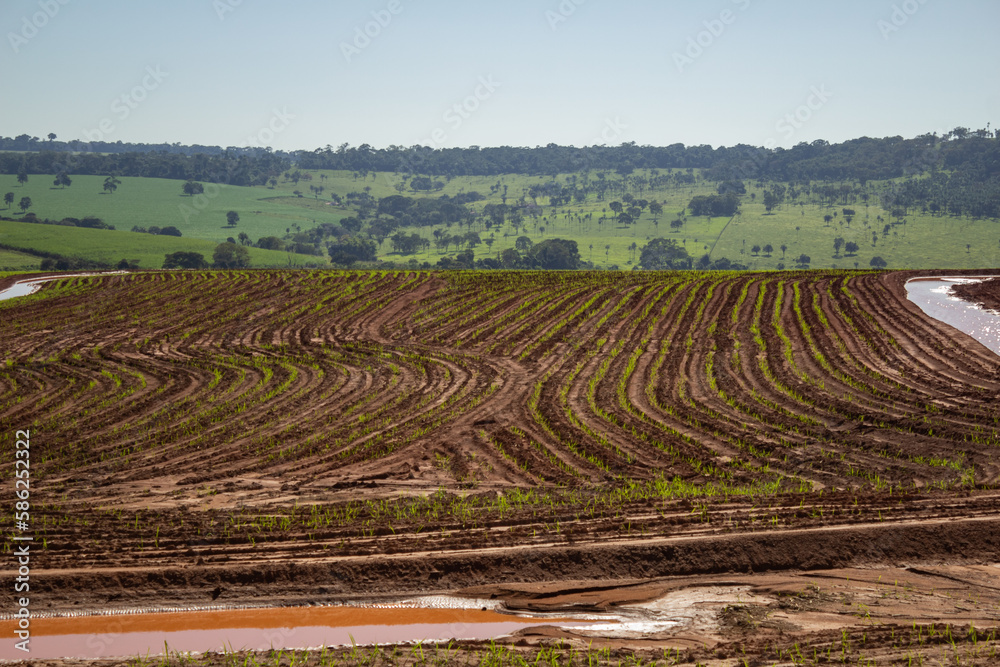 Plantação úmida e recém regada, brotando do solo. Paisagem vista de uma rodovia em Goiás.