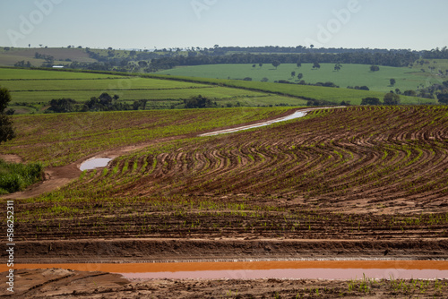 Plantação úmida e recém regada, brotando do solo. Paisagem vista de uma rodovia em Goiás. photo