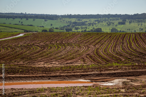 Fototapeta Naklejka Na Ścianę i Meble -  Plantação úmida e recém regada, brotando do solo. Paisagem vista de uma rodovia em Goiás.
